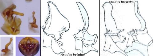 Aradus brenskei